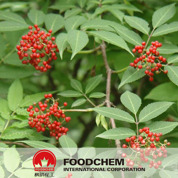 Elderberry Extract